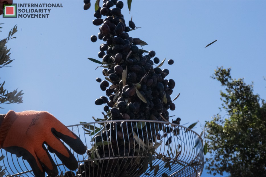 International Volunteers To Return To Palestine: Olive Harvest Under ...